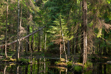 Image showing Natural stand of Bialowieza Forest with standing water