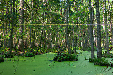 Image showing Natural stand of Bialowieza Forest with standing water and Duckweed