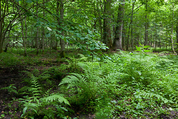 Image showing Fern bunchs in summer forest stand