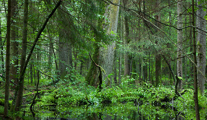 Image showing Deciduous stand of Bialowieza Forest in summer