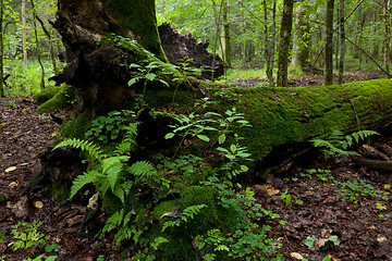 Image showing Partly declined dead broken oak