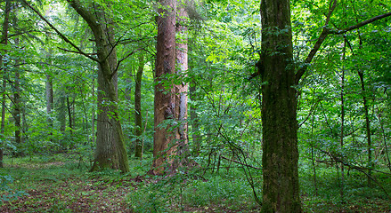 Image showing Natural mixed stand of Bialowieza Forest