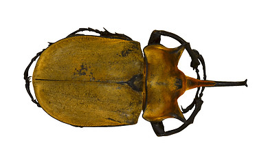 Image showing Beetle