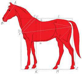 Image showing Horse proportions