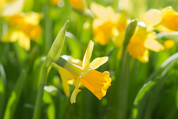 Image showing Narcissus spring yellow flowers on sunshine glade