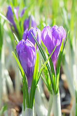 Image showing Springtime flowering of first spring purple crocus flowers