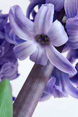 Image showing Hyacinth (Hyacinthus orientalis)