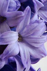 Image showing Hyacinth (Hyacinthus orientalis)