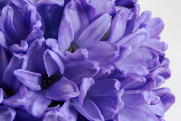 Image showing Hyacinth (Hyacinthus orientalis)