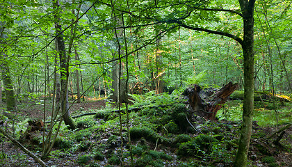 Image showing Broken tree stump moss covered and ferns layer around