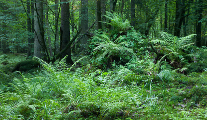 Image showing Broken tree stump moss covered and ferns layer above