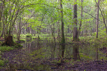 Image showing Early morning in deciduous stand of Bialowieza Forest