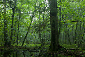 Image showing Summer midday with light entering rich deciduous stand