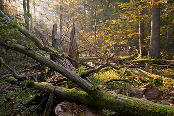 Image showing Old oak tree broken and sunbeams above