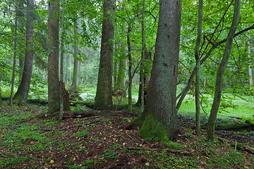 Image showing Alder-carr deciduous stand in rain