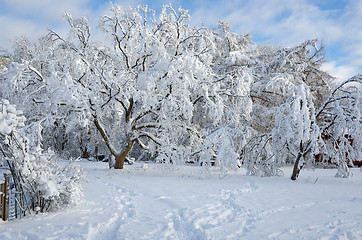 Image showing winter in sweden with snow on the tree