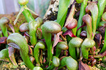 Image showing Darlington California one carnivorous plant that eats insect