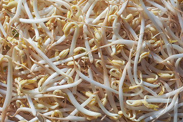 Image showing Mung bean sprouts vegetables