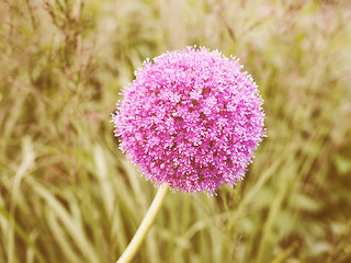 Image showing Retro looking Purple Allium flower