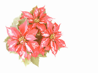 Image showing Retro looking Poinsettia Christmas Star