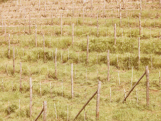 Image showing Retro looking Grapevine vitis