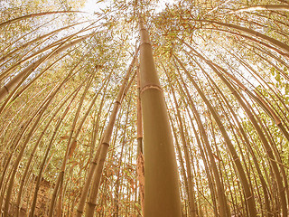 Image showing Retro looking Bamboo tree