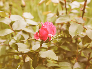 Image showing Retro looking A rose