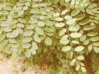 Image showing Retro looking Acacia leaf