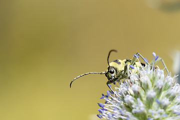 Image showing Yellow black bug close-up.
