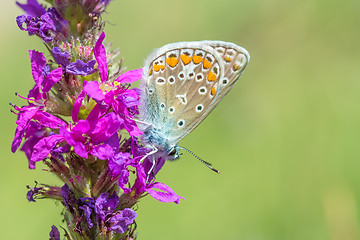 Image showing Butterfly on a pink flower.