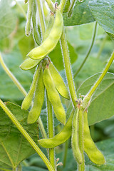 Image showing Young green soya bean.