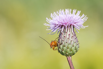 Image showing Red soldier beetle (Rhagonycha fulva) on thistle.