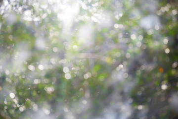 Image showing Spring bokeh