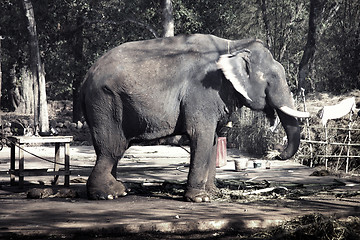 Image showing Elephant with broken ivories