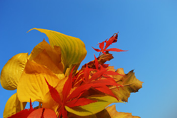 Image showing Bouquet of milticolor leaves