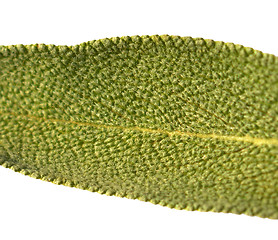 Image showing Leaf sage tea