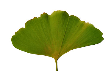 Image showing Leaf Ginkgo Biloba