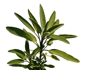 Image showing Leaves sage tea