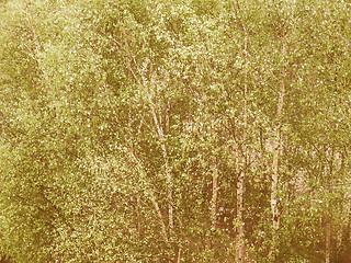 Image showing Retro looking Birch Tree