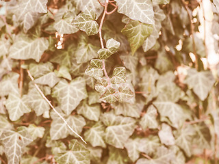 Image showing Retro looking Ivy leaves