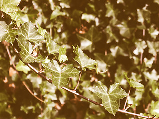 Image showing Retro looking Ivy picture