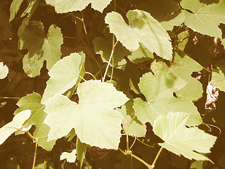 Image showing Retro looking Vine picture