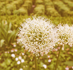 Image showing Retro looking Ivory Queen flower