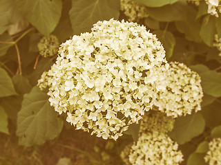 Image showing Retro looking Hortensia flower