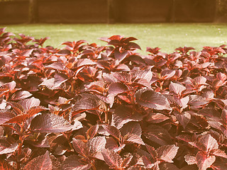 Image showing Retro looking Coleus Nettle plant