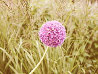 Image showing Retro looking Purple Allium flower