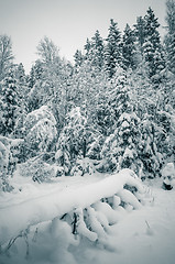 Image showing Winter snow covered trees. Viitna, Estonia. 