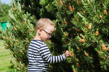 Image showing Boy  collect pine buds