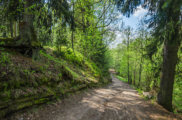 Image showing Footpath in a summer park