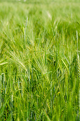 Image showing young wheat on farm land 